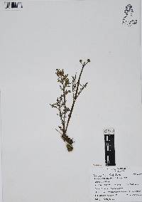 Tauschia humilis image