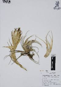 Tillandsia erubescens image