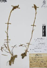 Aulosepalum pyramidale image