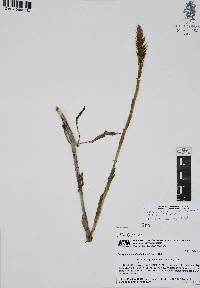 Aulosepalum pyramidale image