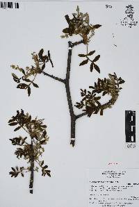 Bursera cuneata image