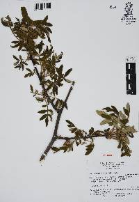 Bursera cuneata image