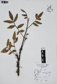 Bursera cuneata image