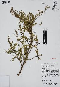 Bursera toledoana image