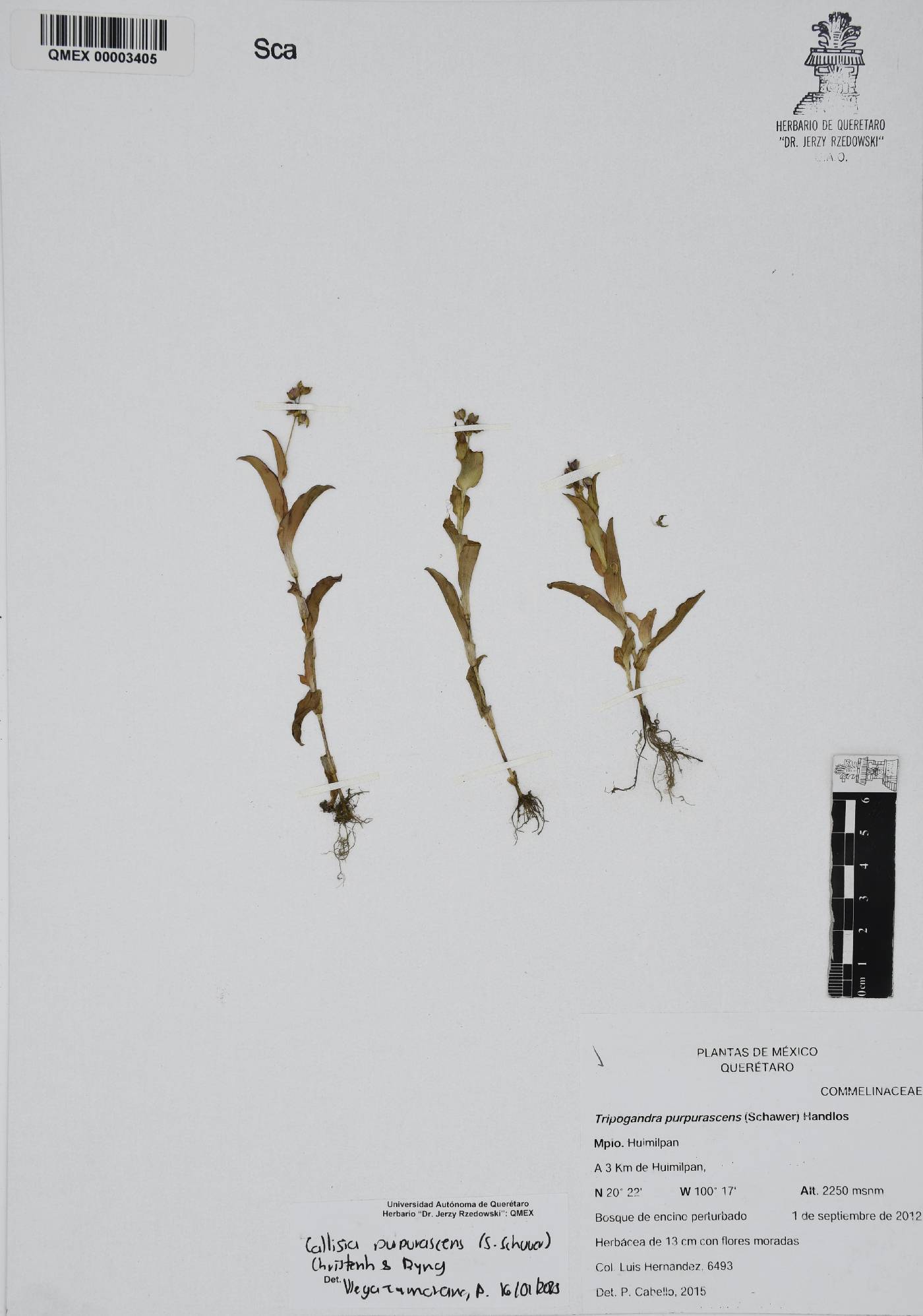 Callisia purpurascens image