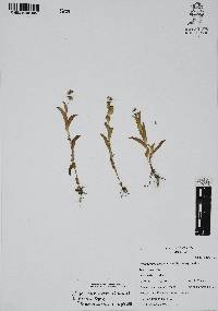 Callisia purpurascens image