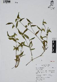 Commelina diffusa image