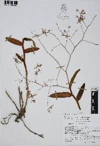 Epidendrum diffusum image