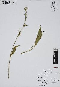 Eryngium columnare image