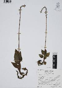 Goodyera striata image