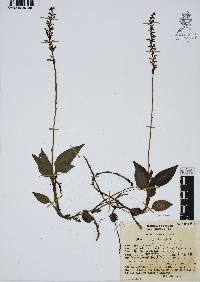 Goodyera striata image