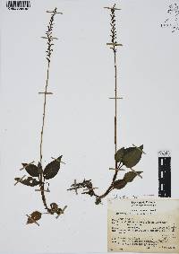 Goodyera striata image
