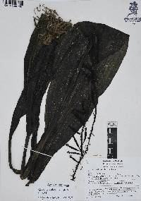 Govenia alba image
