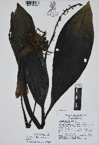 Govenia alba image