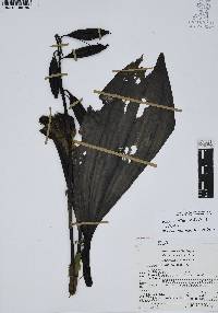 Govenia alba image