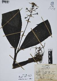 Govenia alba image