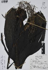 Govenia alba image