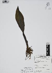 Govenia alba image