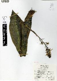 Govenia alba image