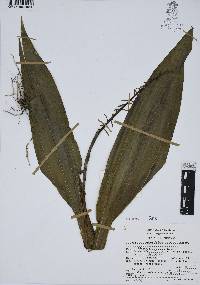 Govenia praecox image
