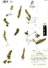 Hymenophyllum asplenioides image