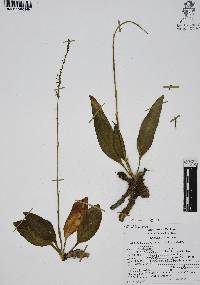 Mesadenus lucayanus image