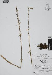 Mesadenus lucayanus image