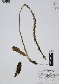 Mesadenus lucayanus image
