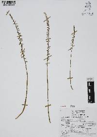 Mesadenus lucayanus image