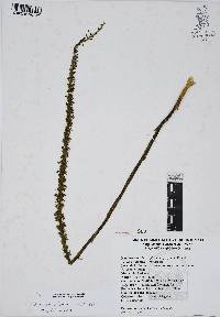Mesadenus polyanthus image
