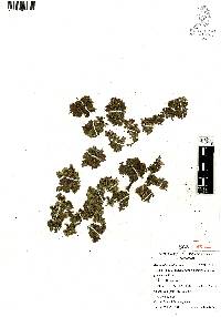 Azolla filiculoides image