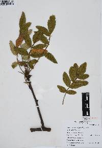 Bursera cuneata image