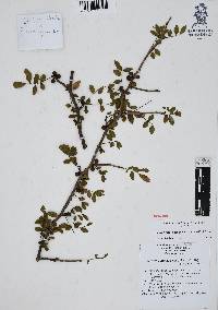 Bursera fagaroides image
