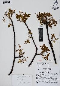 Bursera heteresthes image