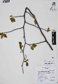 Bursera hindsiana image
