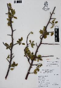 Bursera hindsiana image