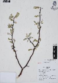 Bursera microphylla image