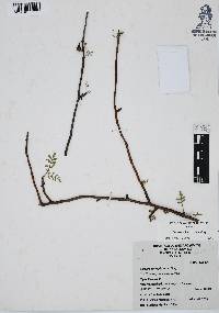 Bursera microphylla image