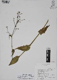 Callisia purpurascens image