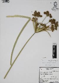 Cyperus entrerianus image
