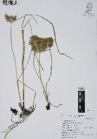 Cyperus spectabilis image
