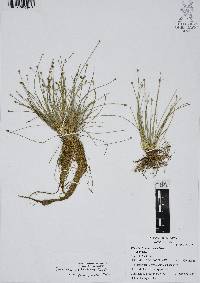 Eleocharis montevidensis image