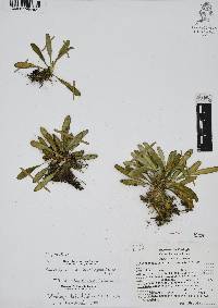 Specklinia tribuloides image