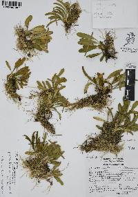 Specklinia tribuloides image
