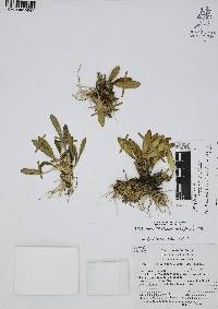 Specklinia tribuloides image