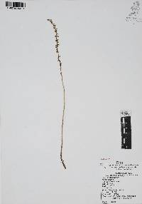 Spiranthes graminea image