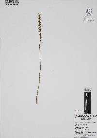 Spiranthes graminea image