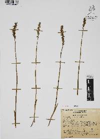 Spiranthes graminea image