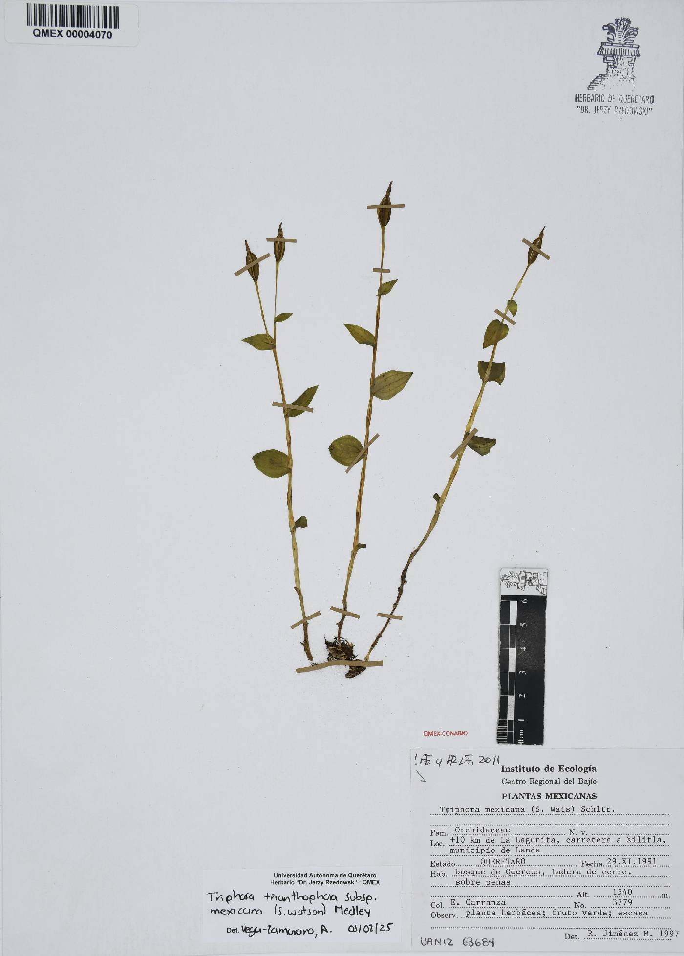 Triphora trianthophora subsp. mexicana image