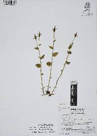 Triphora trianthophora image